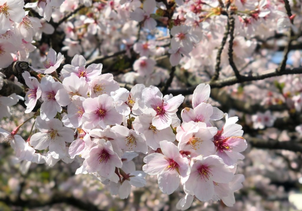 Experiencia en un Ryokan (旅館) Parte 1